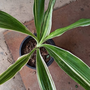 1 bulbe de (crinum lys) CRINUM VARIEGATED Plant + Certificat phytosanitaire GRATUIT