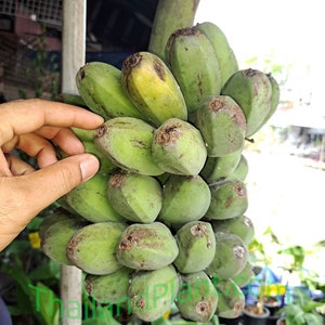 1 Bulb of Musa (BBB group) &#39;Kluai Lep Chang Kut&#39;, Musa Balbisiana Plant, Tropical Plant + Free Phytosanitary Certificate
