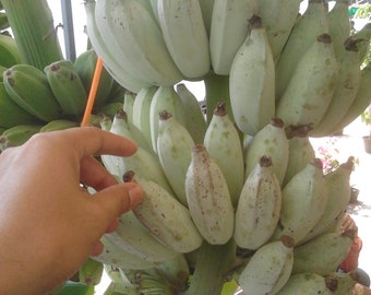 1 Bulb of Musa (ABB group) Blue Java Ice Cream Banana Plant, Tropical Plant + FREE Phytosanitary Certificate