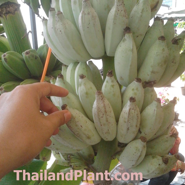 1 Bulb of Musa (ABB group) Blue Java Ice Cream Banana Plant, Tropical Plant + FREE Phytosanitary Certificate