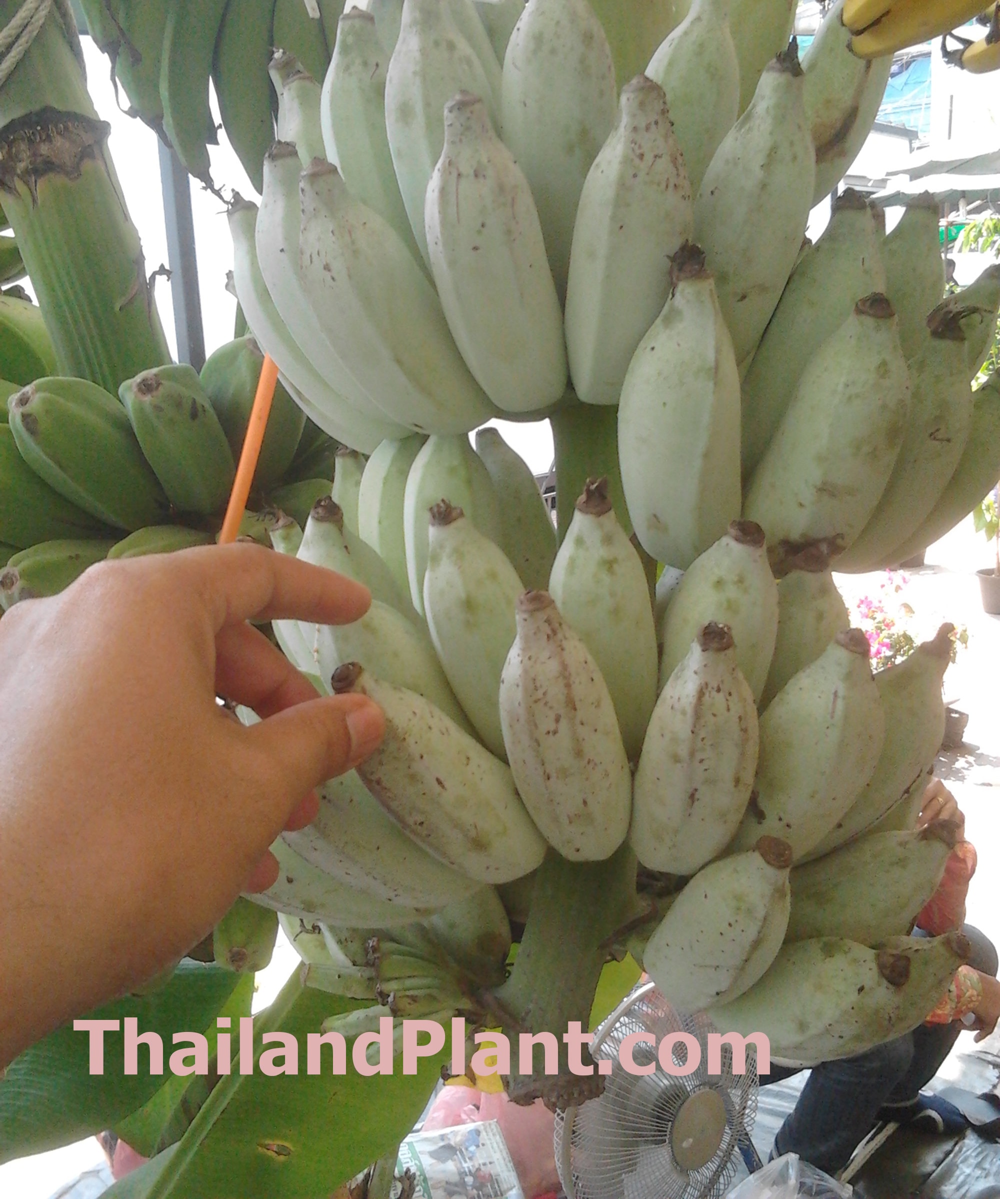Phytosanitary Certificate Musa ABB group MUSA BLUE JAVA ICE CREAM Banana Plant