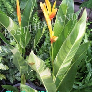 1 Rhizome of HELICONIA PSITTACORUM Variegated Plant + FREE Phytosanitary Certificate