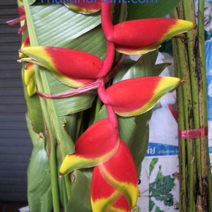 1 Bulb (Rhizome) of Heliconia Rostrata Ruiz Pavon Plant + FREE Phytasanitary Certificate