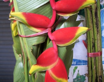 1 bol (wortelstok) van Heliconia Rostrata Ruiz Pavon-plant + GRATIS fytasanitair certificaat