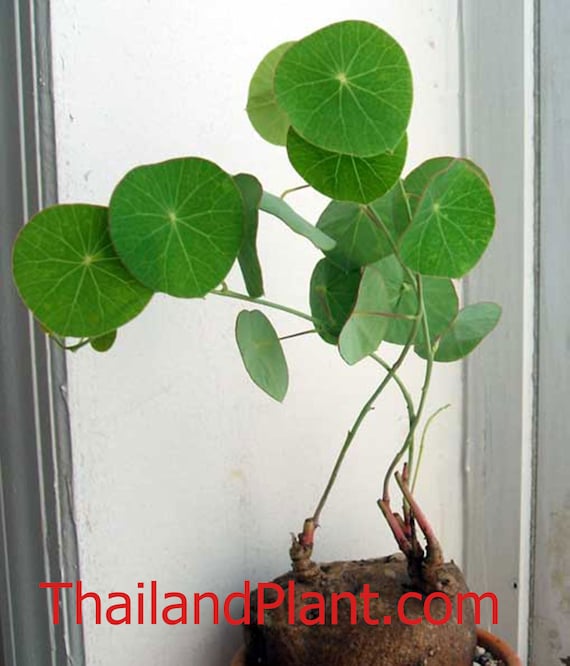 zimmerpflanze aglaonema Aglaonema Silver Bay | Kolbenfaden main image 0