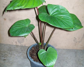 1 Bulb (Rhizome) of HOMALOMENA RUBESCENS Tropical Plant + FREE Phytosanitary Certificate