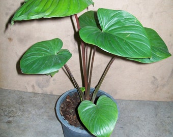 1 Bulbo (Rizoma) de Planta Tropical HOMALOMENA RUBESCENS + Certificado Fitosanitario GRATIS