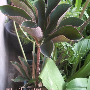 1 Bulb of AMORPHOPHALLUS ATROVIRIDIS, Voodoo lily, Aroid Plant + FREE Phytosanitary Certificate