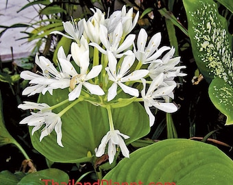1 Bulb of PROIPHYS AMBOINENSIS, Amarilis Plant + FREE Phytosanitary Certificate