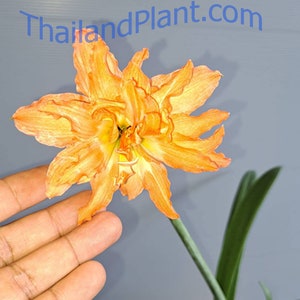 1 Bulb of Hippeastrum puniceum var. &#39;alberti&#39;, Rare Plant, Amarilis Plant + FREE Phytosanitary Certificate