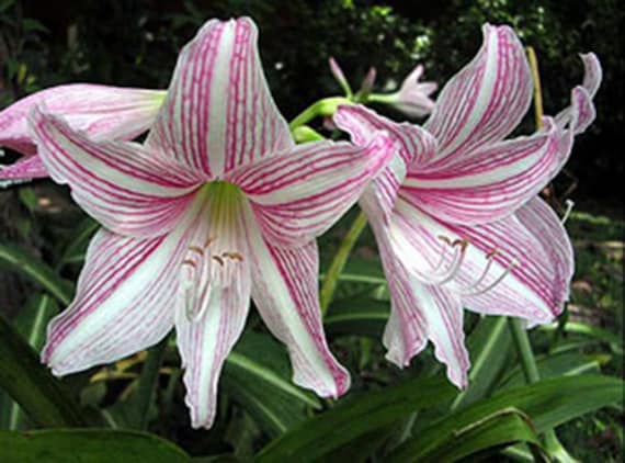 1 Zwiebel HIPPEASTRUM RETICULATUM, Amarilis-Pflanze + GRATIS  pflanzengesundheitliches Zertifikat - Etsy.de