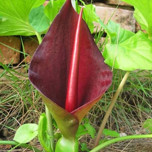 3 Bulbs of TYPHONIUM TRILOBATUM (L.) Schott, Aroid Plant + FREE Phytosanitary Certificate