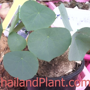 1 Bulb of STEPHANIA SUBEROSA, Menispermaceae, Tropical Plant+ FREE Phytosanitary Certificate