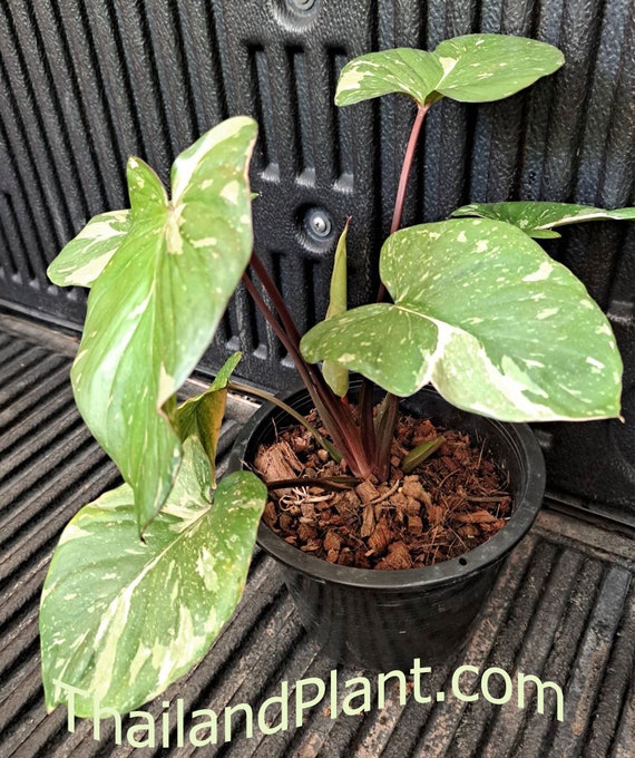 1 Pflanze (Zwiebel) von HOMALOMENA RUBESCENS VARIEGATED Tropische Pflanze +  kostenloses pflanzengesundheitliches Zertifikat - Etsy.de