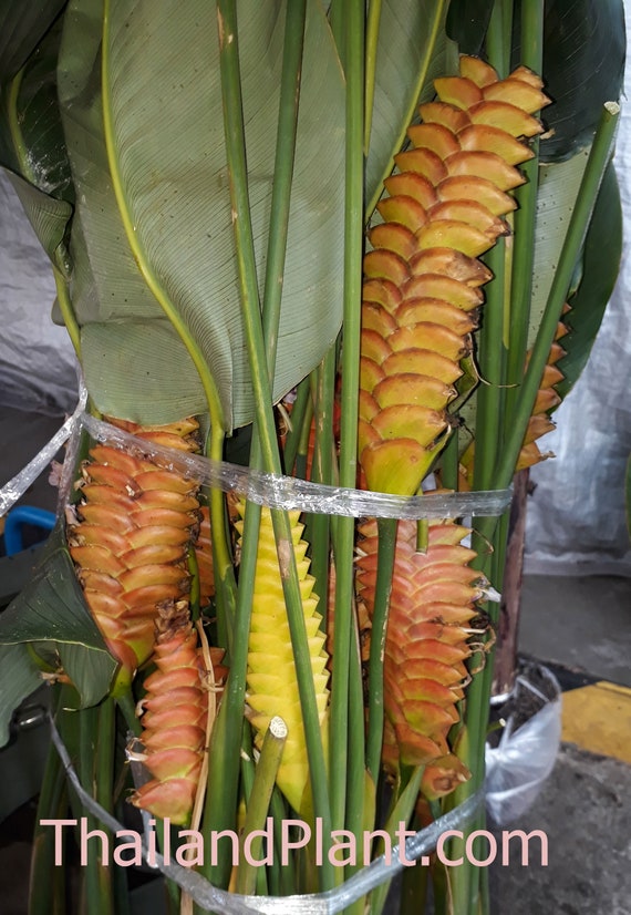 Buy Calathea Crotalifera Rhizome, Rattlesnake Plant, Hirsuta Shakers Plant  Online in India - Etsy