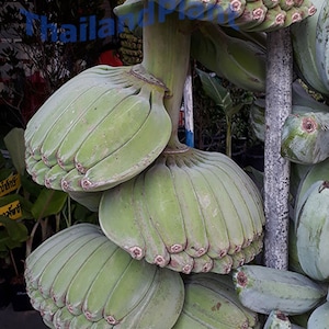 1 Bulb of Musa (BBB group), &#39;Kluai Thepanom&#39;, Praying Hands Banana Plant, Tropical Plant + FREE Phytosanitary Certificate