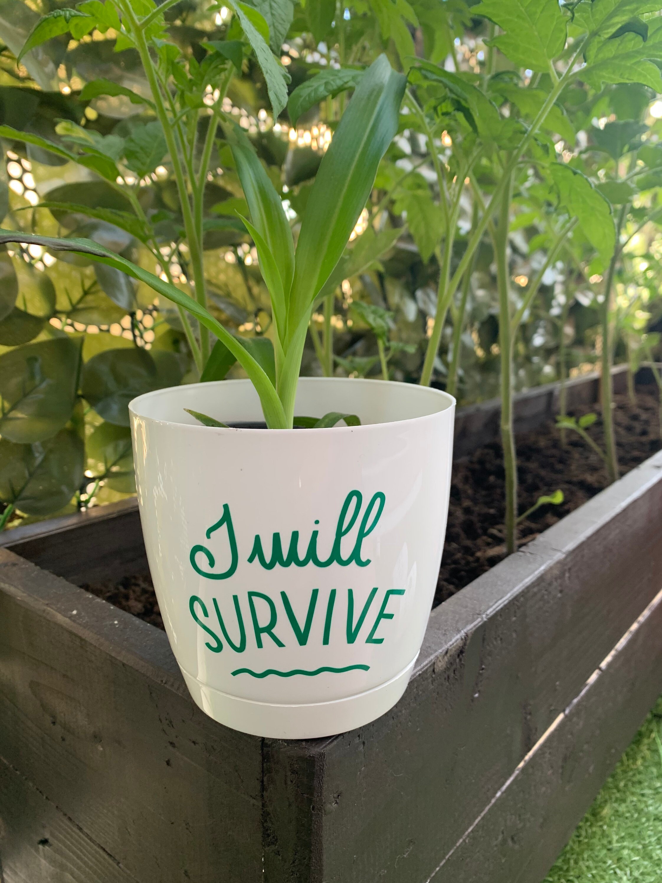 Flower pot Plant pot Plant quote Plant addict Plant Etsy