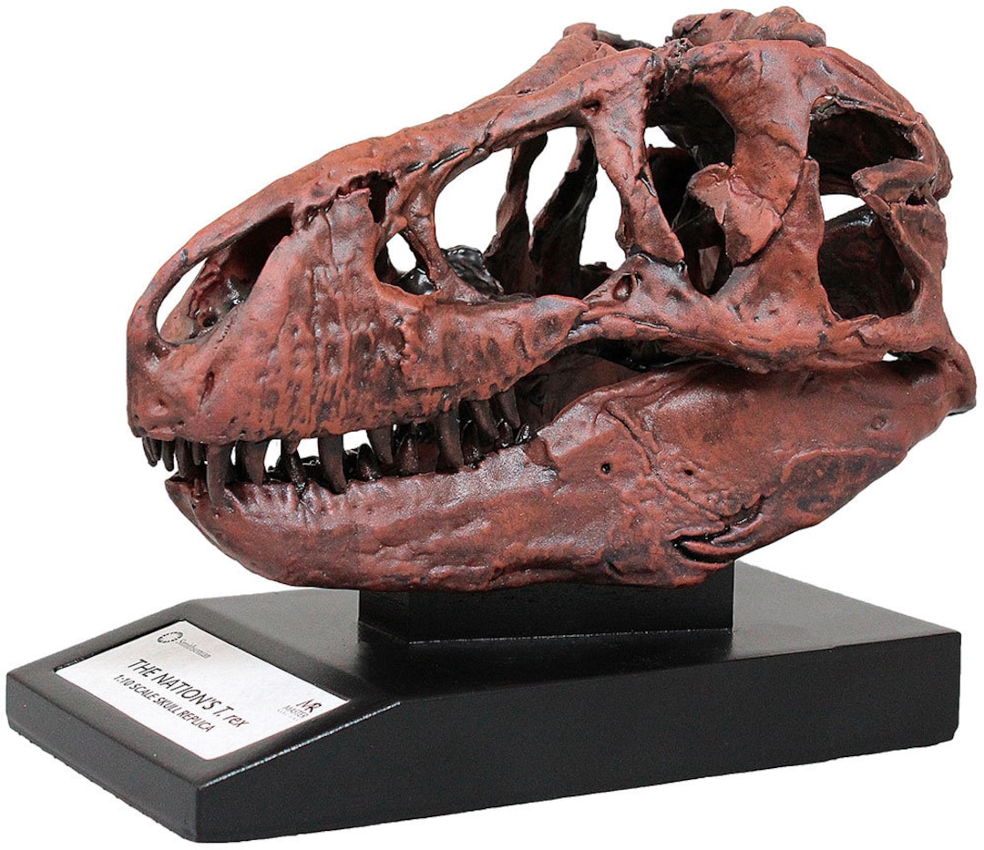 Smithsonian Nation's T.rex Skull Tenth Scale 1/10th Fossil Replica