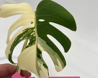 Monstera Borsigiana Albo cutting MON-ALBO-A-802