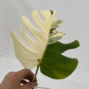 Monstera Borsigiana Albo cutting MON-ALBO-A-905 image 1