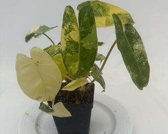 Variegated Burle Marx 4" Pot- Seller's Choice