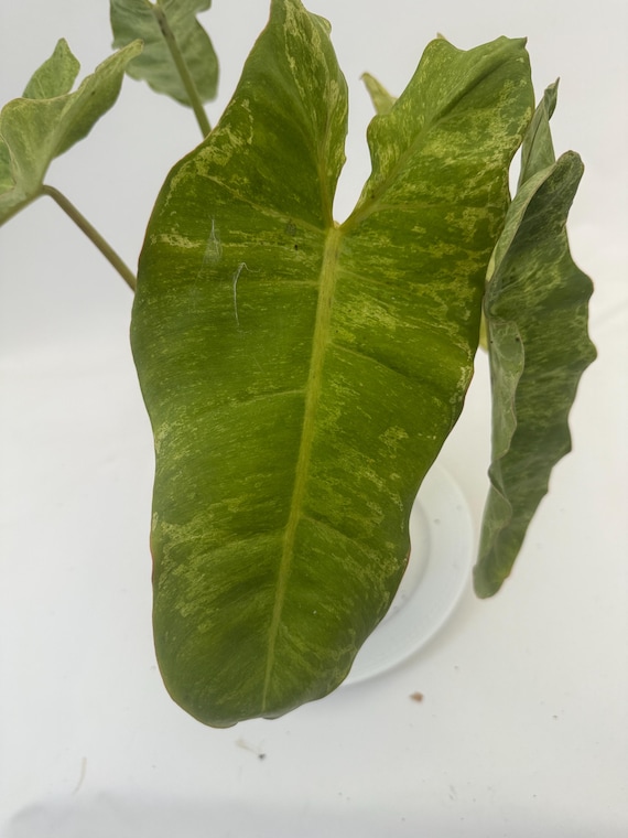 Philodendron Paraiso Verde - High Variegation - Grower's Choice  Live  Plant - Etsy