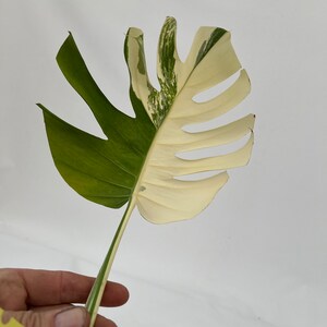 Monstera Borsigiana Albo cutting MON-ALBO-A-905 image 2