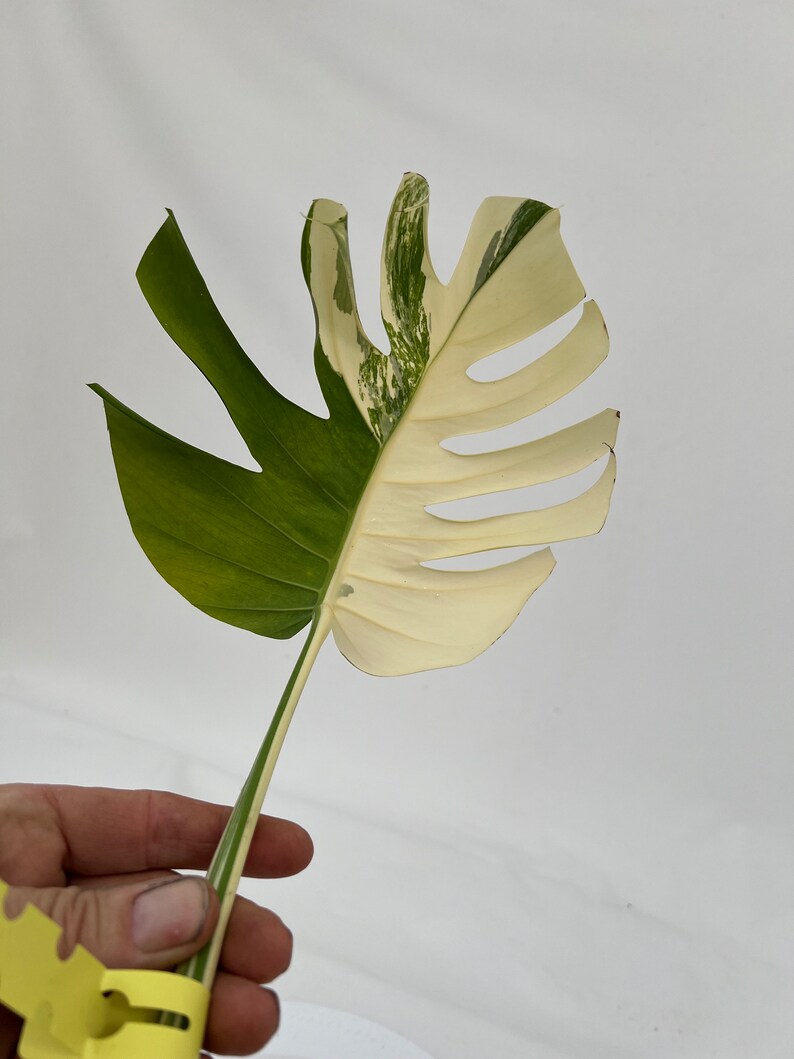 Monstera Borsigiana Albo cutting MON-ALBO-A-905 image 2