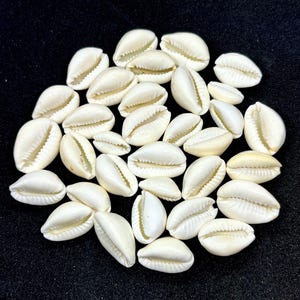 May include: A collection of numerous off-white cowrie shells, each featuring a smooth, rounded dorsal surface and a central longitudinal slit with serrated edges on the underside, arranged in a loose cluster against a dark background.
