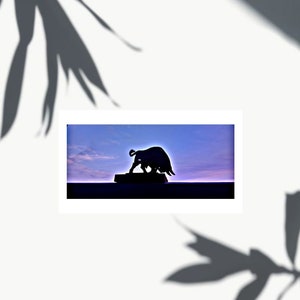 Toro Photography-Digital Download-Printable
