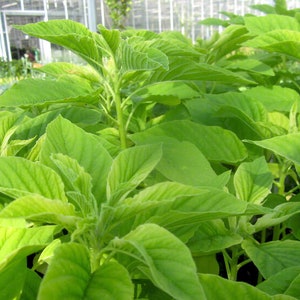 Livraison gratuite + de 2 500 graines d'amarante biologiques sans OGM pour la germination et la plantation. Connu sous le nom de Thotakura Yin Cho Callaloo Ramdana Keerai Rajgara en vrac