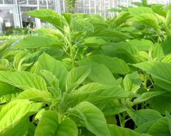 Gratis verzending 2500+ biologische amarantzaden GGO-vrij voor kiemen en planten. Bekend als Thotakura Yin Cho Callaloo Ramdana Keerai Rajgara Bulk