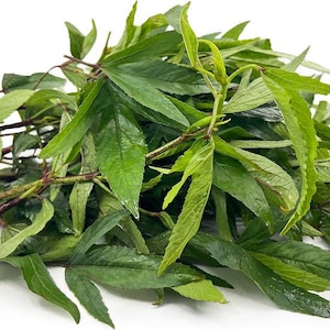 Betel Leaf Seeds - Etsy