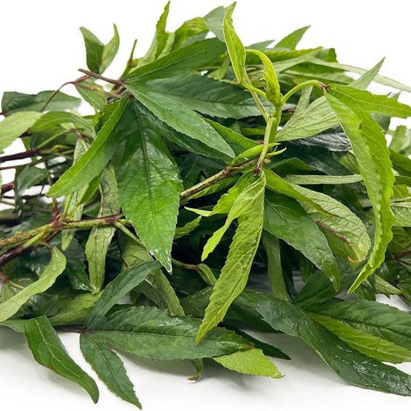 Free Shipping, 25 Gongura Soar Leaf Seeds Organic non-GMO Heirloom. Pulicha keerai, roselle plant, Hibiscus sabd