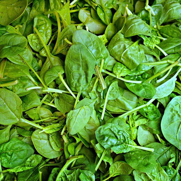 Organic America Spinach Seeds Heat Tolerant, Non-GMO Heirloom. For Planting, Sprouting, Hydroponics, Cooking, Salads. Long leaf Paalak