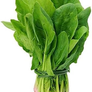 Gratis verzending, 50-100 Chukka Kura Khatta Palak Indian Sorrel Seeds, biologisch genetisch gemodificeerd erfstuk. Spinaziedok Ambat Chukka langbladige dok