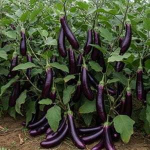 Indian Brinjal Plant - Etsy