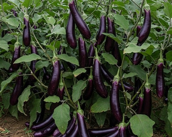 Más de 50 semillas de berenjena morada larga india/japonesa, orgánicas y sin OMG. Vainas largas de 15 a 25 cm, color azul oscuro, ideales para sándwiches de curry de berenjena.