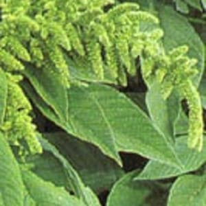May include: Close-up of a green leafy plant with long, feathery flower buds. The plant has a lush, vibrant green color and appears to be in full bloom.