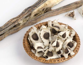 20 semillas de moringa oleifera india sin OMG para germinar. Conocidas como Mulaga Murungai Murunggi, un superalimento saludable.