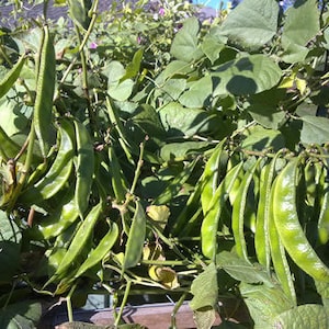 5 Chikkudu Surti Papdi Valor Broad Beans Organic Heirloom Valpapdi Amarakka Avara Kaiy Fava Butter Lima lablab Hyacinth Seeds