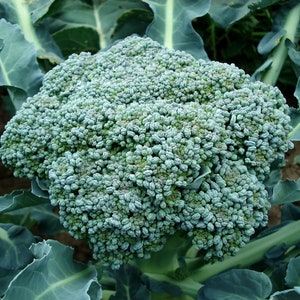May include: A large, green head of broccoli with many florets. The broccoli is surrounded by large, green leaves.