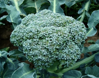 50+ Organische Brokkolisamen für Garten, Microgreens. Non-GMO Öffnen Bestäubt. Gesundes Mikrogemüse für Hydrokultur Soil Beds Aquaponik Töpfe