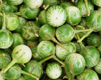 Envío GRATIS: Más de 50 semillas de berenjena redonda verde tailandesa, orgánicas, sin OMG. Berenjena, berenjena, berenjena, berenjena, berenjena, berenjena india, berenjena ...