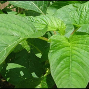 Thotakura Seeds Organic Non-GMO, Imported from North India. Green Stem & Leaves. Ramdana Keerai Andhra Telugu Tamil South Thotakoora