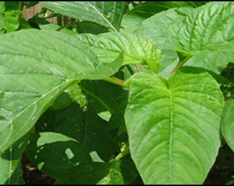 2,500 Organic Jamaican Callalo  Seeds Non-GMO For Sprouting Planting. Also Known As Amaranth Thotakura Yin Cho  Ramdana Rajgara Keerai