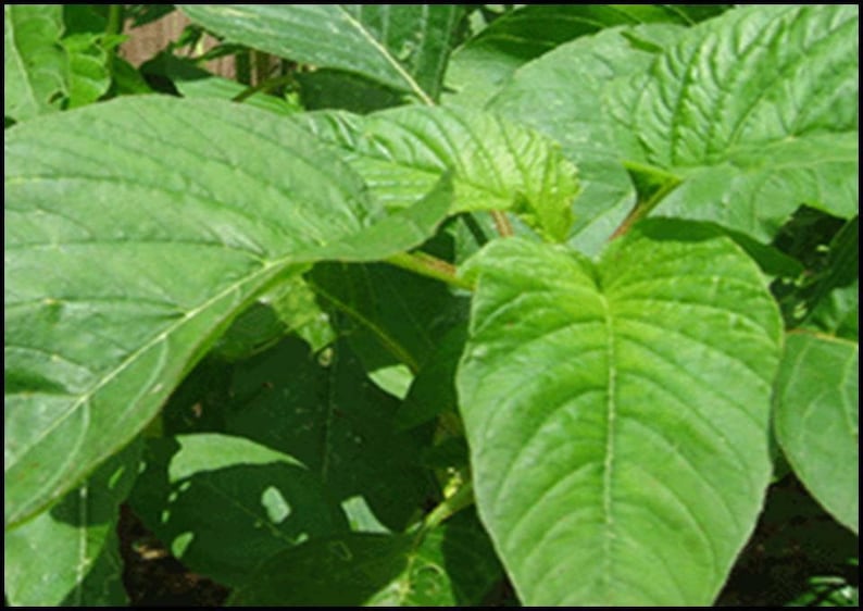 May include: Close-up of a green leafy plant with large, veined leaves. The leaves are a vibrant green color and have a smooth texture.