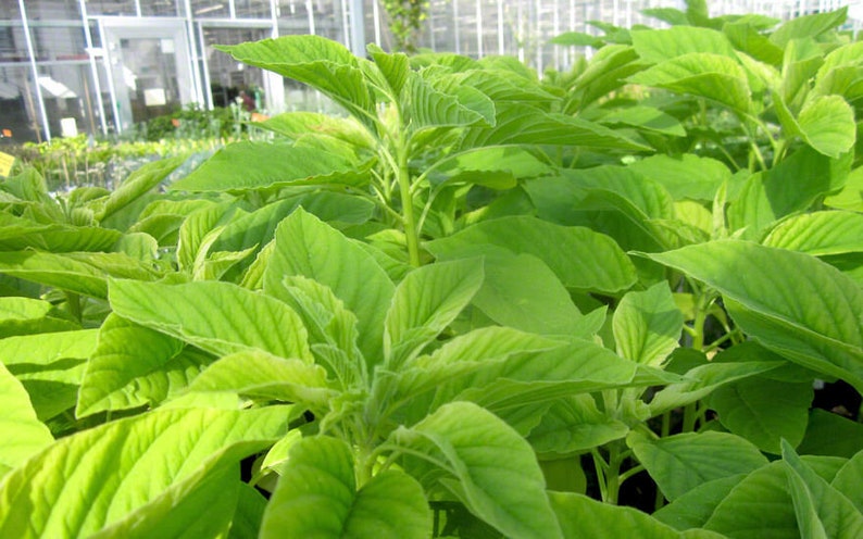 May include: Close-up of a group of green leafy plants with a blurred background of a greenhouse.