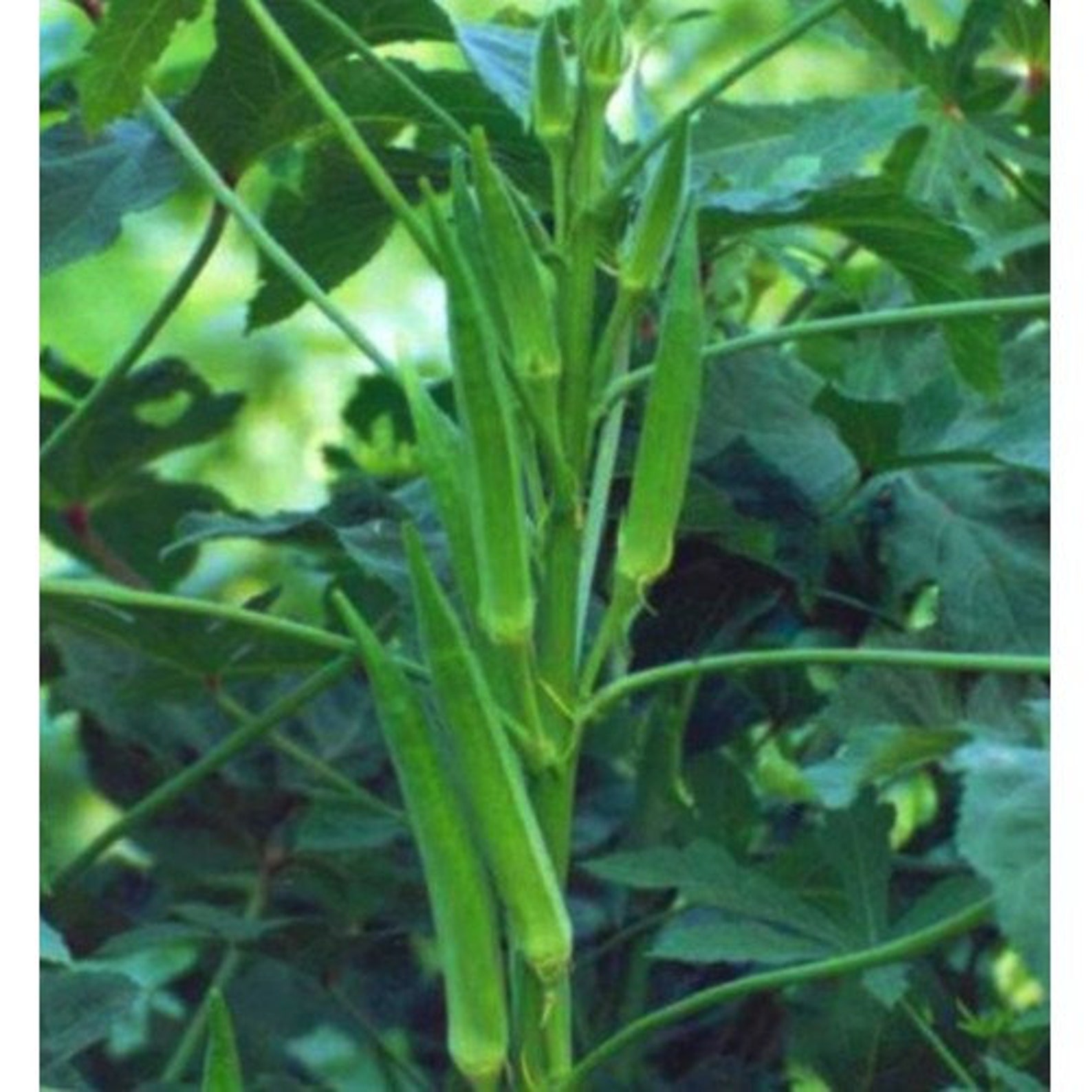 Free Shipping 40 Indian Desi Okra Seeds Hybrid Nongmo for Etsy
