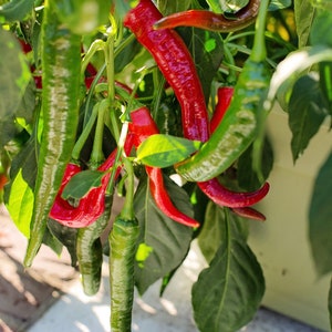 May include: Close-up of red and green chili peppers growing on a plant. The peppers are hanging from the branches and are surrounded by green leaves.